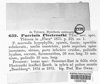 Puccinia plectranthi image